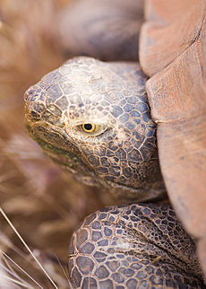 Desert tortoise tds.jpg