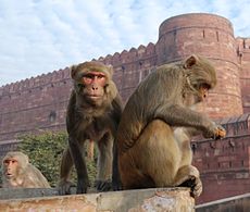 Macaque India 4.jpg