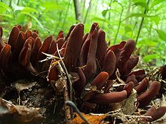 A group of approximately 20 pinkish-brown colored structures, clustered together, growing on the forest floor.