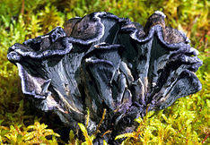 A bluish-purple fungus made of a cluster of fan- or funnel-shaped ruffled segments fused at a common base. Specimen is growing in a bed of green moss.