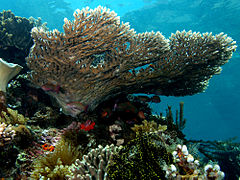 Photo of sunlit reef