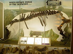 Museum display case containing a hippopotamus skeleton