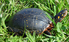A spotted turtle standing on grass facing right.