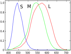 Cone Cell - Normalized responsivity spectra of human cone cells, S, M, and L types