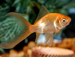 Domesticcometgoldfish.jpg