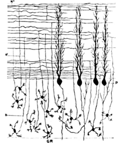 Cerebellar granule cell - Granule cells, parallel fibers, and flattened dendritic trees of Purkinje cells