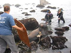 Photo of women holding board in foreground, two wet-suited men standing knee-deep in water, behind seal caught in net