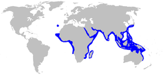 World map with blue outlines along the western coast of Africa, around the periphery of the Indian Ocean, and in the western Pacific Ocean from Japan to Indonesia to northern Australia