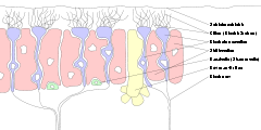 Olfactory receptor neuron - Labels in German. "Zellen" = "cell","riech" = "smell", "Riechnerv" = olfactory nerve, "cillien" = cilia.