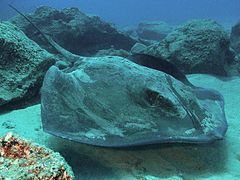 A gray stingray with a heavy, diamond-shaped body and thorny tail, swimming over a patch of sand in a reef