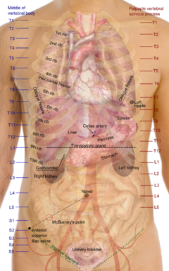 Surface projections of the organs of the trunk.png