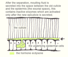 After the separation, moulting fluid is secreted into the space between the old cuticle and the epidermis (the exuvial space); this contains inactive enzymes which are activated only after the new epicuticle is secreted.