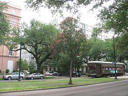 20080622 St. Charles St. Trolley behind tree with Mardi Gras beads.JPG