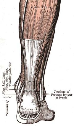 Achilles-tendon.jpg