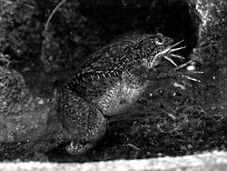 African Clawed Frog bw.jpg