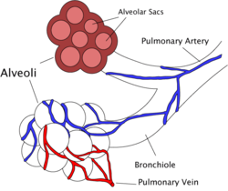 Alveoli diagram.png