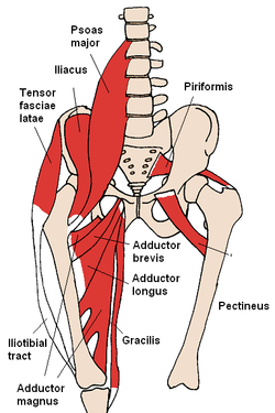 Anterior Hip Muscles 2.PNG