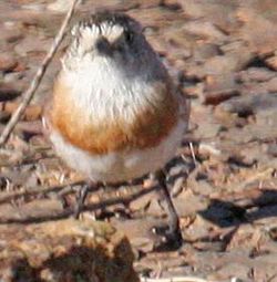 Frontal view of Chestnut-breasted Whiteface