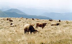 Aubrac Cows on the Plomb du Cantal.jpg