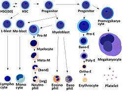 Blood cells differentiation chart.jpg