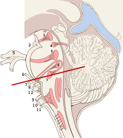 Brain stem sagittal section.svg