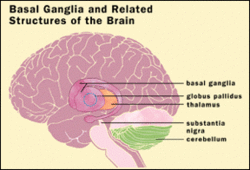 Brain structure.gif