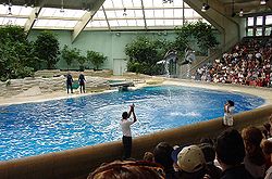 "Two dolphins jumping high in the air in an indoor pool before an audience. Skylights allow light in.