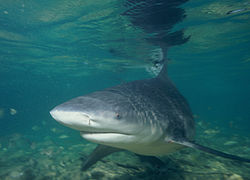 Photo of bull shark in shallow water