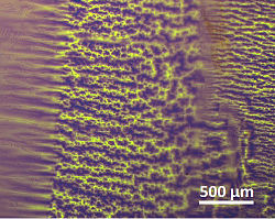 Domain structure of a shape memory alloy SMA (recorded using CMOS-MagView)