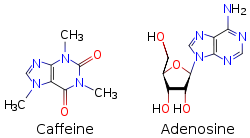 Two skeletal formulas: left – caffeine, right – adenosine.