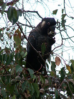 Long-billed Black Cockatoo perched in a tree