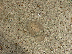 Photo of cuttlefish against mottled sea bottom