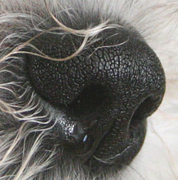 Canine-nose.jpg
