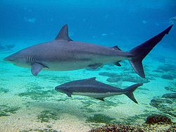 A large gray shark swimming over sand and scattered rocks, being shadowed by a smaller fish with a horizontal stripe and a forked tail