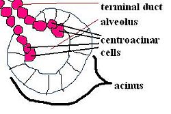 Centroacinar cells.jpg