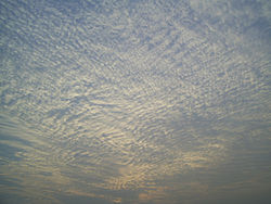 A large field of cirrocumulus clouds in a blue sky, beginning to merge together near the upper left.