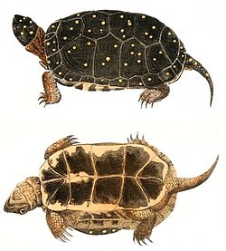 Two drawings of a spotted turtle that show both the top (carapace) and bottom (plastron). The claws are long and the turtle is dark in color