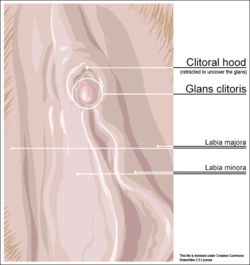 Clitoris outer anatomy.gif