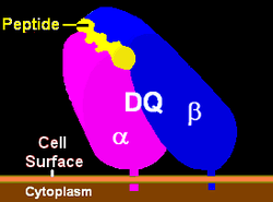 Illustration of HLA-DQ with peptide in the binding pocket