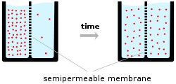 A schematic diagram of two beakers, each filled with water (light blue) and a semipermeable membrane represented by a dashed vertical line inserted into the beaker dividing the liquid contents of the beaker into two equal portions. The left-hand beaker represents an initial state at time zero, where the number of ions (pink circles) is much higher on one side of the membrane than the other. The right-hand beaker represents the situation at a later time point, after which ions have flowed across the membrane from the high to low concentration compartment of the beaker so that the number of ions on each side of the membrane is now closer to equal.