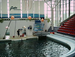 A dolphin interacts with two trainers on a stage at indoor pool; the audience stands are empty. Large windows allow light in.
