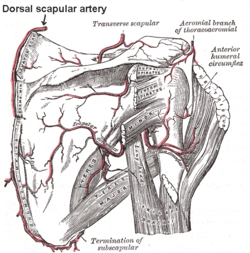 Dorsal scapular artery.png