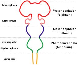 The nervous system is shown as a rod with protrusions along its length. The spinal cord at the bottom connects to the hindbrain which widens out before narrowing again. This is connected to the midbrain, which again bulges, and which finally connects to the forebrain which has two large protrusions.