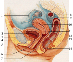 Female reproductive system lateral nolabel.png