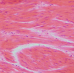 Glatte Muskelzellen.jpg
