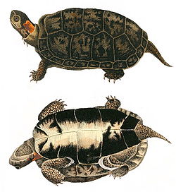 Two drawings of a bog turtle that show both the top (carapace) and bottom (plastron). It is brown and black except for a bright spot on the side of its neck