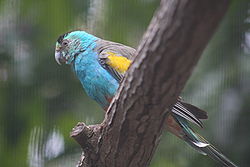 Male Golden-shouldered Parrot perched on branch