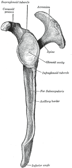 Gray205 left scapula lateral view.png