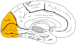 Gray727 occipital lobe.png