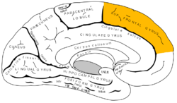 Gray727 superior frontal gyrus.png